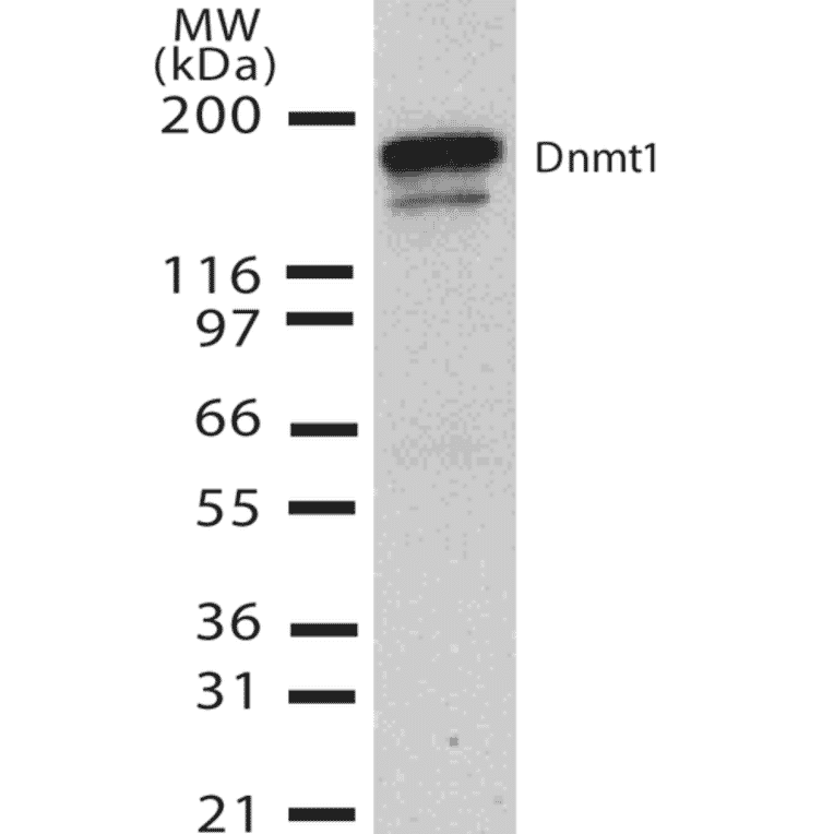 Western Blot - Anti-DNMT1 Antibody [60B1220.1] (A304715) - Antibodies.com