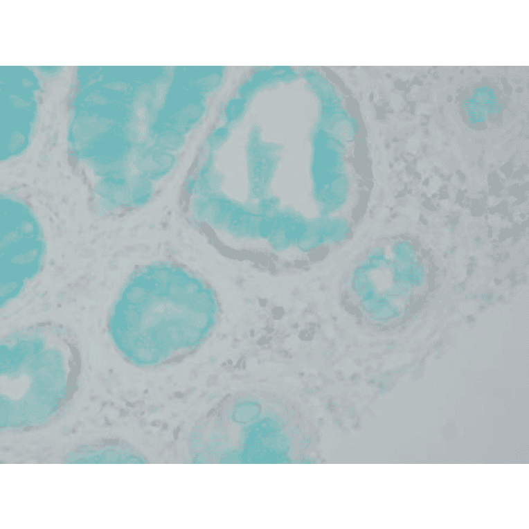 Immunohistochemistry - Anti-DNMT1 Antibody [60B1220.1] (A304715) - Antibodies.com