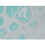 Immunohistochemistry - Anti-DNMT1 Antibody [60B1220.1] (A304715) - Antibodies.com