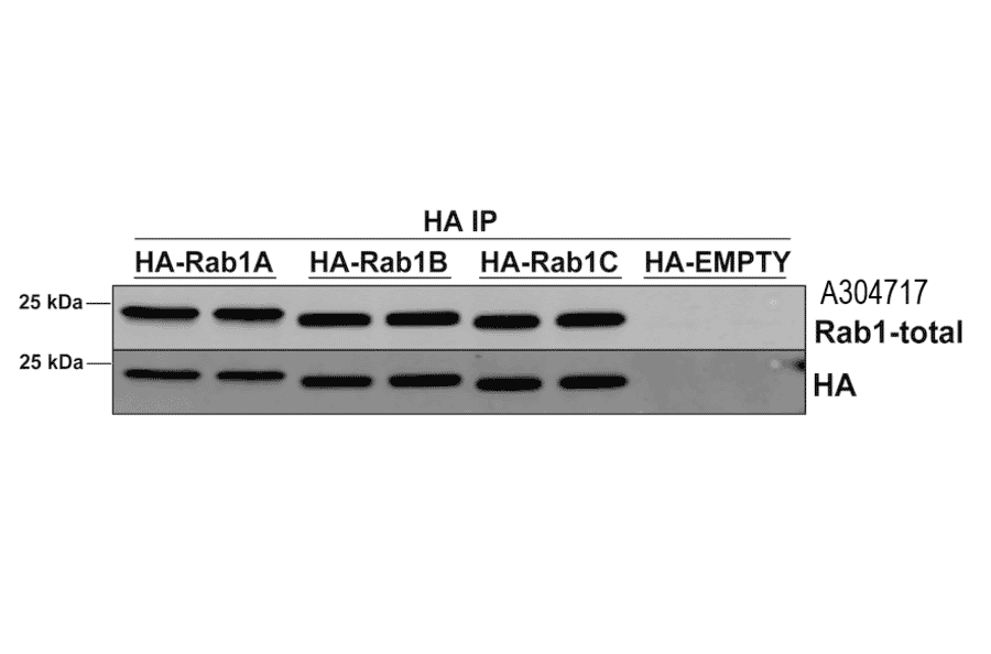 Immunoprecipitation - Anti-Rab1A Antibody [4G10] (A304717) - Antibodies.com