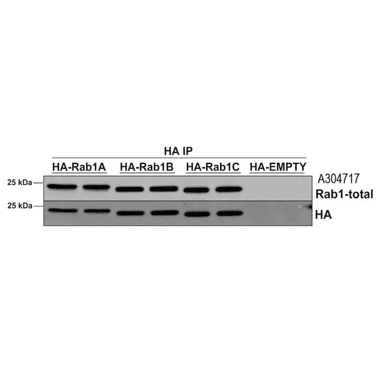 Immunoprecipitation - Anti-Rab1A Antibody [4G10] (A304717) - Antibodies.com