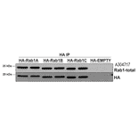 Immunoprecipitation - Anti-Rab1A Antibody [4G10] (A304717) - Antibodies.com