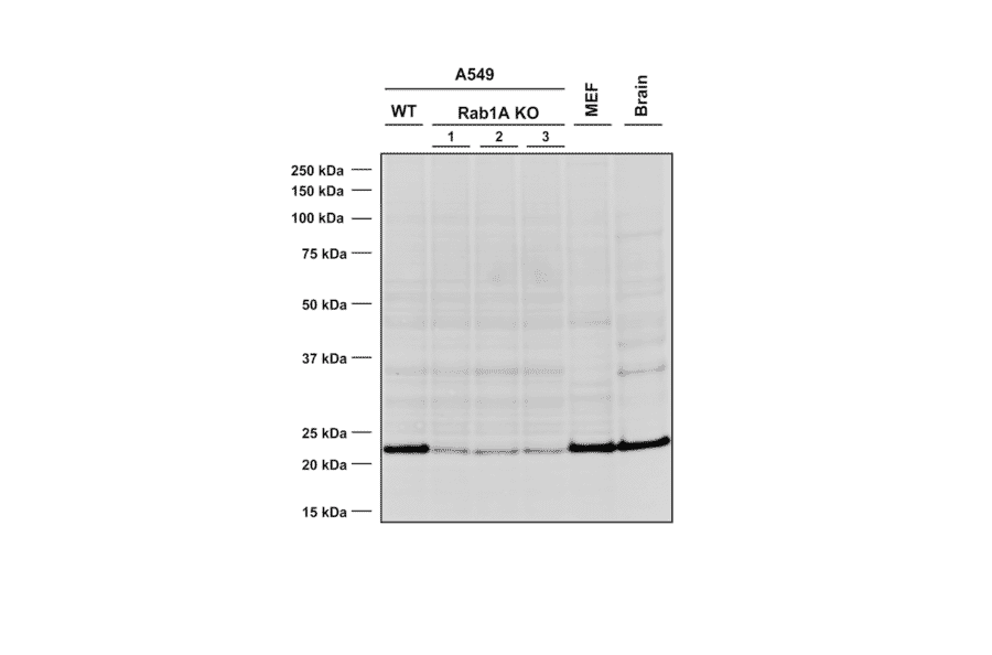 Western Blot - Anti-Rab1A Antibody [4G10] (A304717) - Antibodies.com