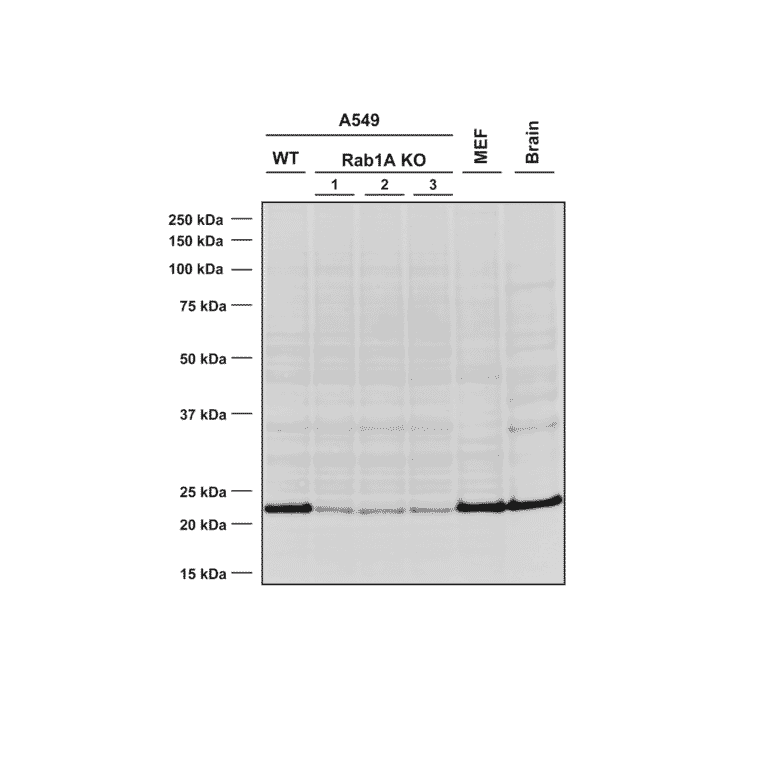 Western Blot - Anti-Rab1A Antibody [4G10] (A304717) - Antibodies.com