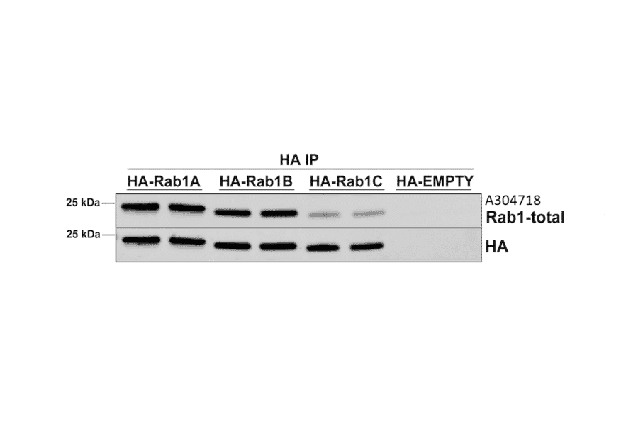 Immunoprecipitation - Anti-Rab1A Antibody [7H4] (A304718) - Antibodies.com