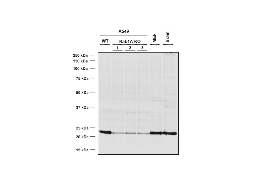 Western Blot - Anti-Rab1A Antibody [7H4] (A304718) - Antibodies.com