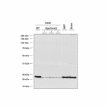 Western Blot - Anti-Rab1A Antibody [7H4] (A304718) - Antibodies.com