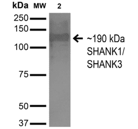 Western Blot - Anti-SHANK3 Antibody [S367-51] (A304719) - Antibodies.com