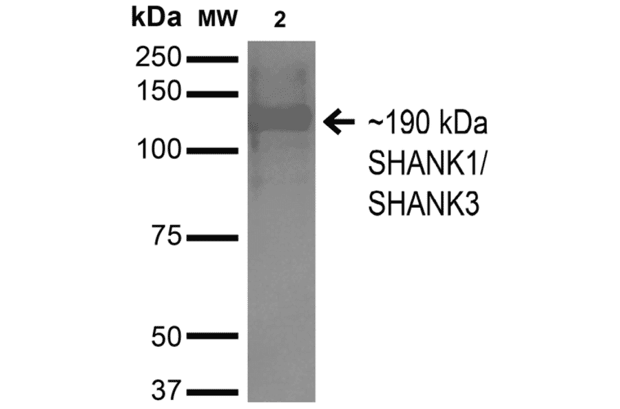 Western Blot - Anti-SHANK3 Antibody [S367-51] (A304719) - Antibodies.com