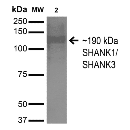 Western Blot - Anti-SHANK3 Antibody [S367-51] (A304719) - Antibodies.com