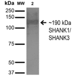 Western Blot - Anti-SHANK3 Antibody [S367-51] (A304719) - Antibodies.com