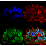Immunocytochemistry/Immunofluorescence - Anti-SHANK3 Antibody [S367-51] (A304719) - Antibodies.com