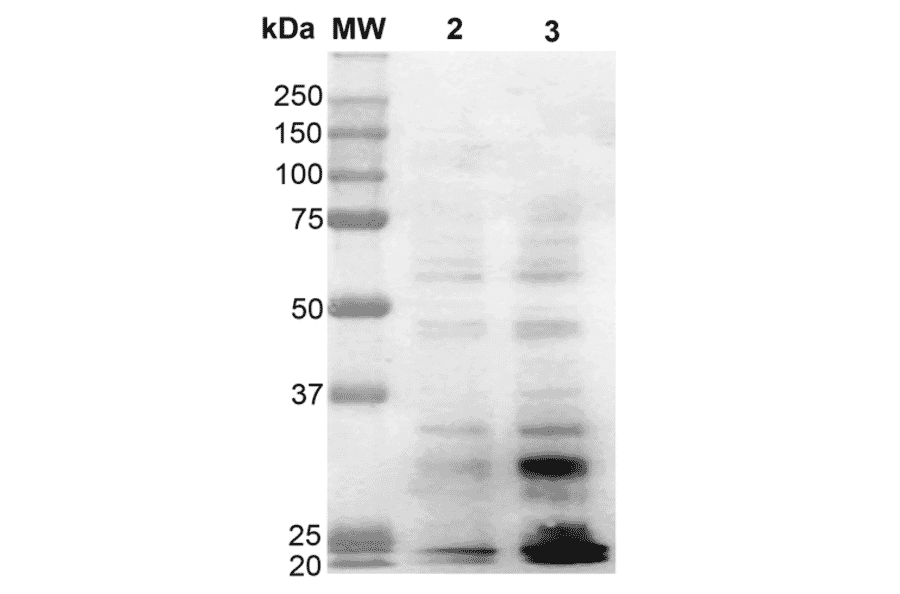Western Blot - Anti-Dityrosine Antibody [10A6] (A304720) - Antibodies.com
