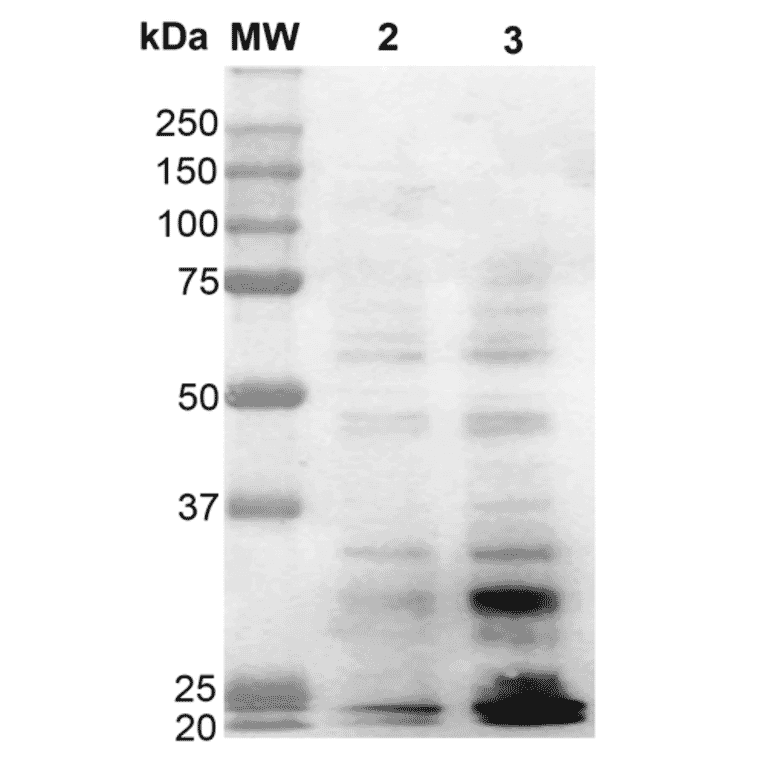 Western Blot - Anti-Dityrosine Antibody [10A6] (A304720) - Antibodies.com