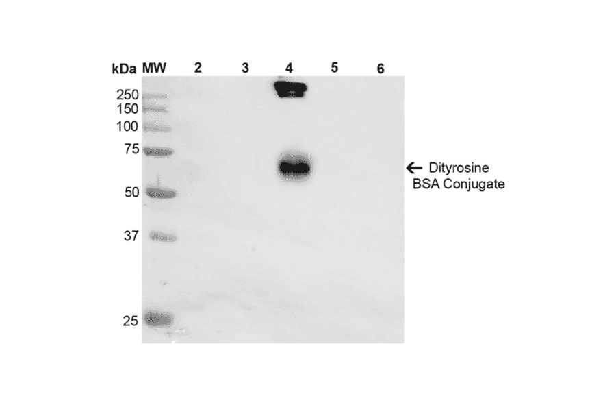 Western Blot - Anti-Dityrosine Antibody [10A6] (A304720) - Antibodies.com