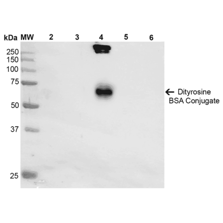 Western Blot - Anti-Dityrosine Antibody [10A6] (A304720) - Antibodies.com