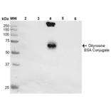 Western Blot - Anti-Dityrosine Antibody [10A6] (A304720) - Antibodies.com