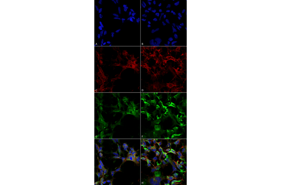 Immunocytochemistry/Immunofluorescence - Anti-Dityrosine Antibody [10A6] (A304720) - Antibodies.com