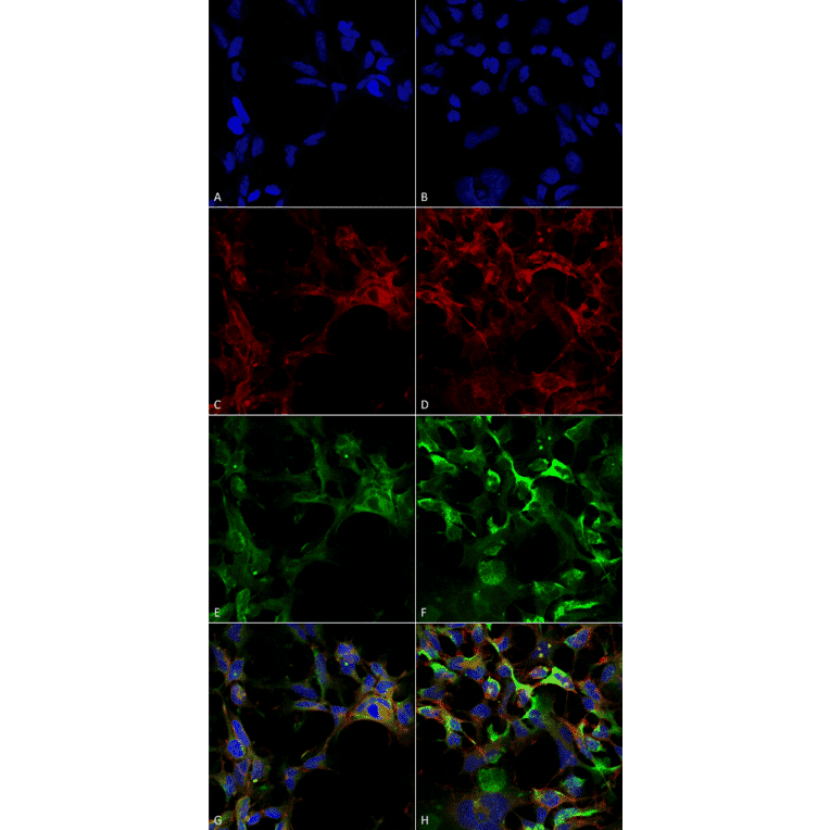 Immunocytochemistry/Immunofluorescence - Anti-Dityrosine Antibody [10A6] (A304720) - Antibodies.com
