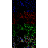 Immunocytochemistry/Immunofluorescence - Anti-Dityrosine Antibody [10A6] (A304720) - Antibodies.com