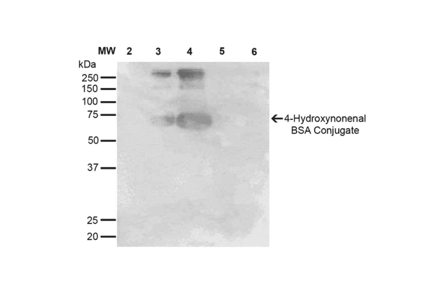Western Blot - Anti-4-Hydroxynonenal Antibody [12F7] (A304722) - Antibodies.com