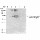 Western Blot - Anti-4-Hydroxynonenal Antibody [12F7] (A304722) - Antibodies.com