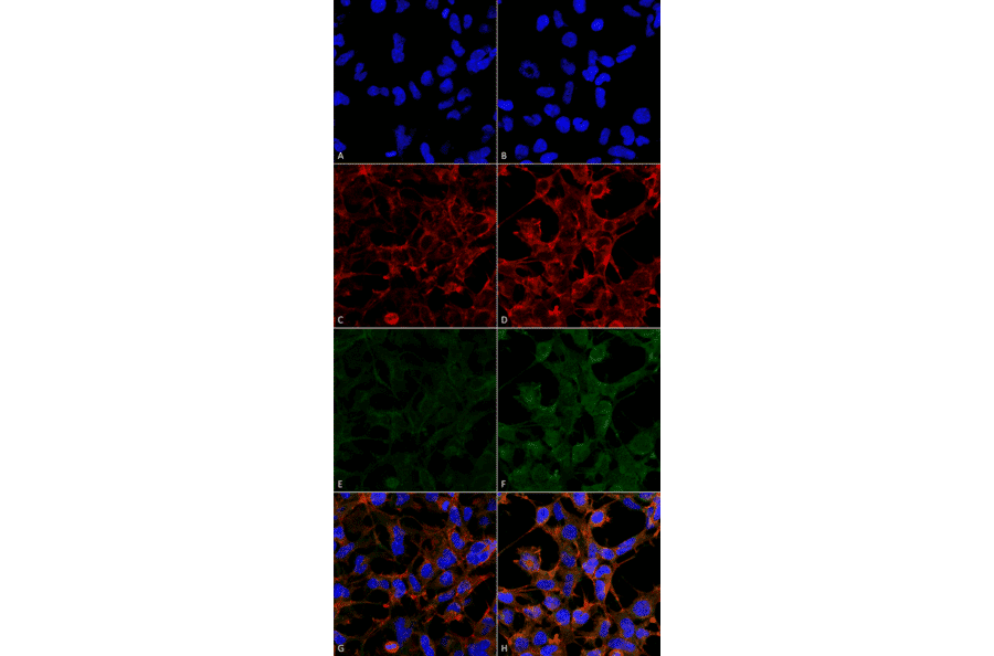 Immunocytochemistry/Immunofluorescence - Anti-4-Hydroxynonenal Antibody [12F7] (A304722) - Antibodies.com
