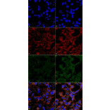 Immunocytochemistry/Immunofluorescence - Anti-4-Hydroxynonenal Antibody [12F7] (A304722) - Antibodies.com