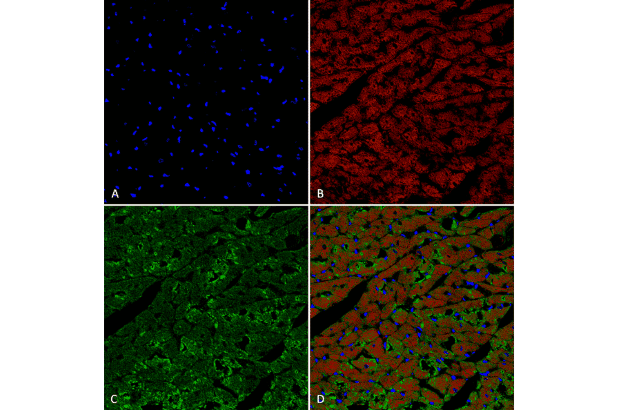Immunohistochemistry - Anti-Hexanoyl-Lysine adduct Antibody [5D9] (A304725) - Antibodies.com