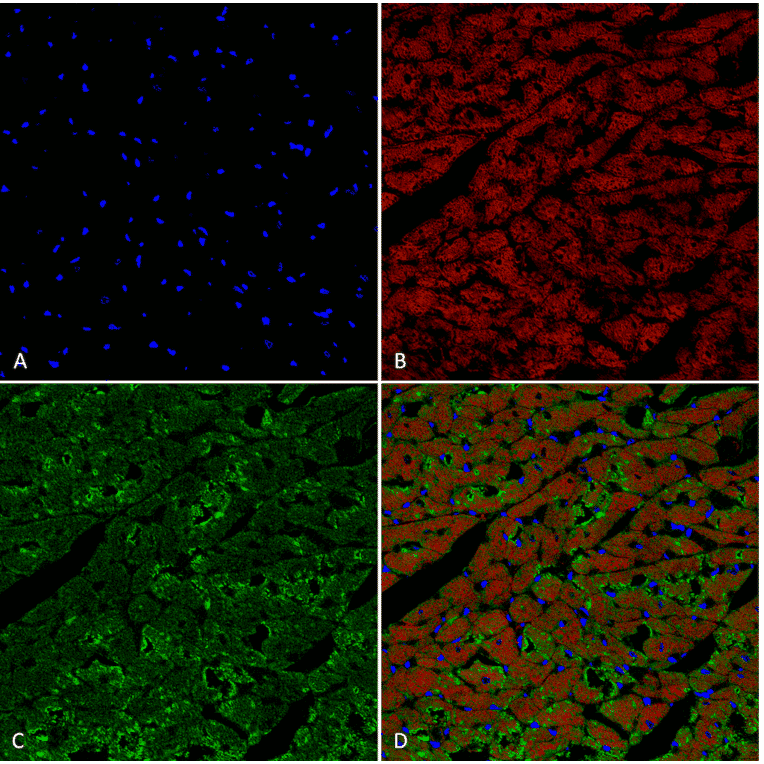 Immunohistochemistry - Anti-Hexanoyl-Lysine adduct Antibody [5D9] (A304725) - Antibodies.com
