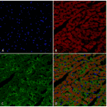 Immunohistochemistry - Anti-Hexanoyl-Lysine adduct Antibody [5D9] (A304725) - Antibodies.com