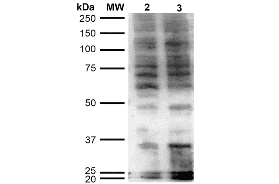 Western Blot - Anti-Hexanoyl-Lysine adduct Antibody [5D9] (A304725) - Antibodies.com