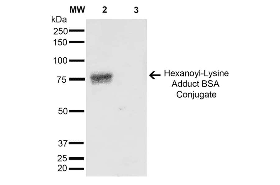 Western Blot - Anti-Hexanoyl-Lysine adduct Antibody [5D9] (A304725) - Antibodies.com