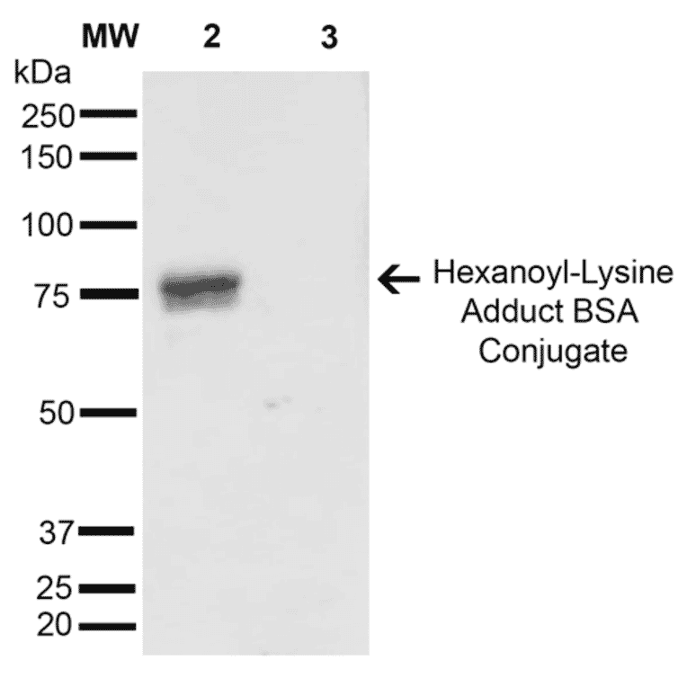 Western Blot - Anti-Hexanoyl-Lysine adduct Antibody [5D9] (A304725) - Antibodies.com