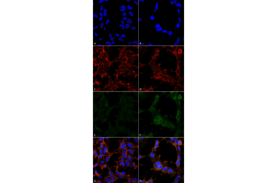 Immunocytochemistry/Immunofluorescence - Anti-Hexanoyl-Lysine adduct Antibody [5D9] (A304725) - Antibodies.com