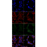 Immunocytochemistry/Immunofluorescence - Anti-Hexanoyl-Lysine adduct Antibody [5D9] (A304725) - Antibodies.com