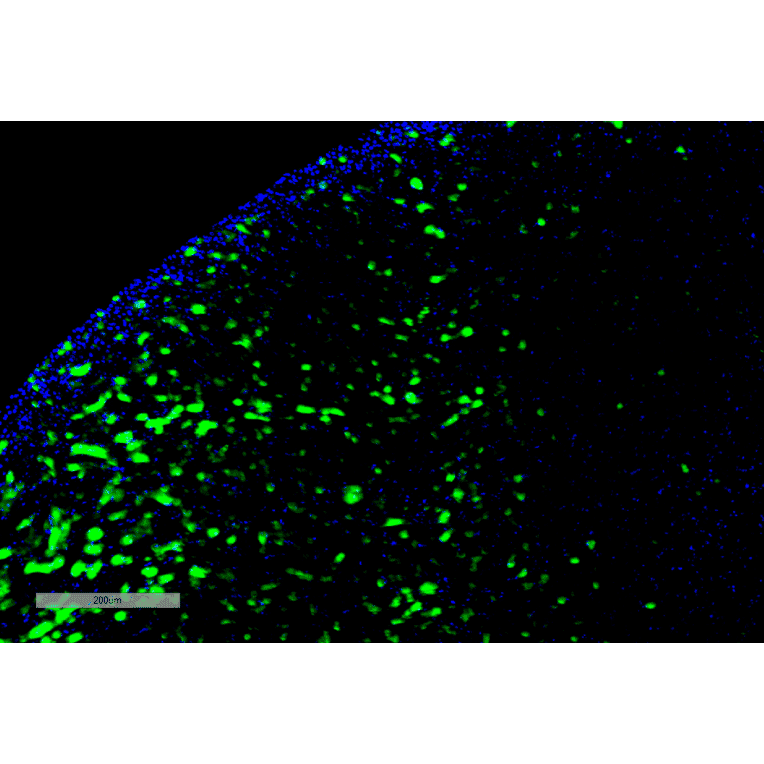 Immunohistochemistry - Anti-Hexanoyl-Lysine adduct Antibody [5D9] (A304725) - Antibodies.com