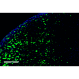 Immunohistochemistry - Anti-Hexanoyl-Lysine adduct Antibody [5D9] (A304725) - Antibodies.com