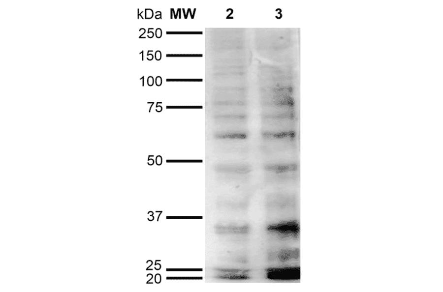 Western Blot - Anti-Hexanoyl-Lysine adduct Antibody [5E8] (A304726) - Antibodies.com