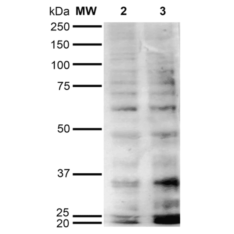 Western Blot - Anti-Hexanoyl-Lysine adduct Antibody [5E8] (A304726) - Antibodies.com