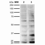 Western Blot - Anti-Hexanoyl-Lysine adduct Antibody [5E8] (A304726) - Antibodies.com