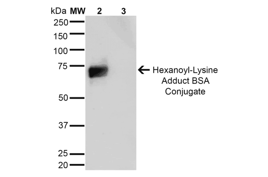 Western Blot - Anti-Hexanoyl-Lysine adduct Antibody [5E8] (A304726) - Antibodies.com