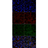 Immunocytochemistry/Immunofluorescence - Anti-Hexanoyl-Lysine adduct Antibody [5E8] (A304726) - Antibodies.com