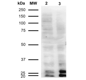 Western Blot - Anti-Malondialdehyde Antibody [11E3] (A304727) - Antibodies.com