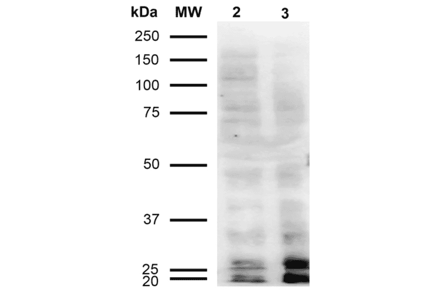 Western Blot - Anti-Malondialdehyde Antibody [11E3] (A304727) - Antibodies.com