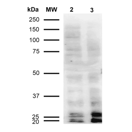 Western Blot - Anti-Malondialdehyde Antibody [11E3] (A304727) - Antibodies.com