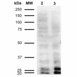 Western Blot - Anti-Malondialdehyde Antibody [11E3] (A304727) - Antibodies.com