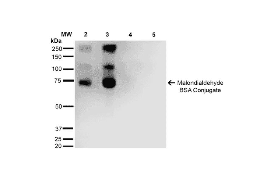 Western Blot - Anti-Malondialdehyde Antibody [11E3] (A304727) - Antibodies.com