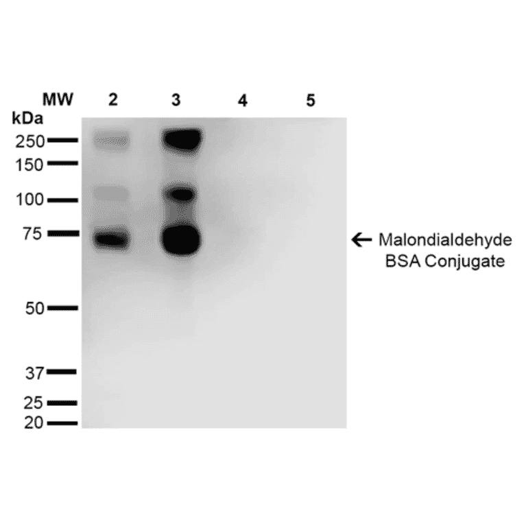 Western Blot - Anti-Malondialdehyde Antibody [11E3] (A304727) - Antibodies.com