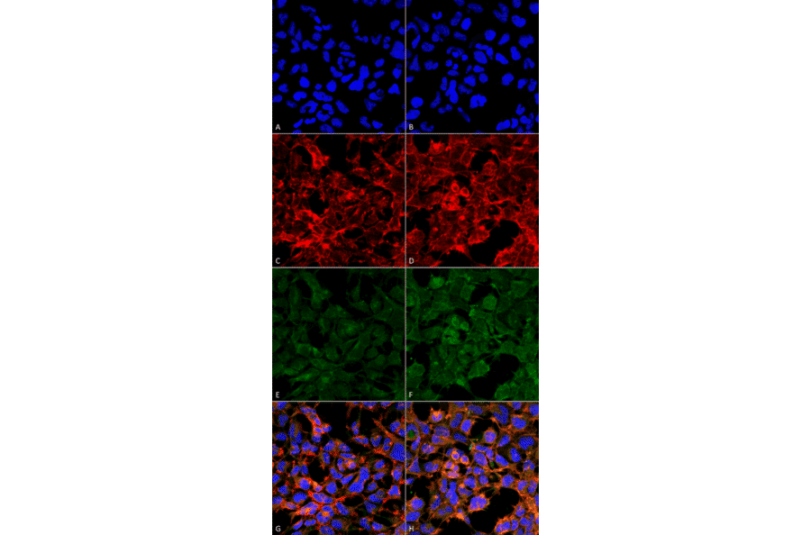 Immunocytochemistry/Immunofluorescence - Anti-Malondialdehyde Antibody [11E3] (A304727) - Antibodies.com